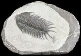 Crotalocephalus Trilobite - Jorf, Morocco #72486-1